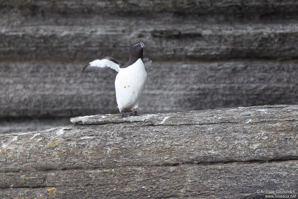 Pingouin torda