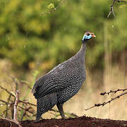 Helmeted Guineafowl