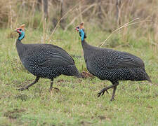 Helmeted Guineafowl