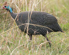 Helmeted Guineafowl