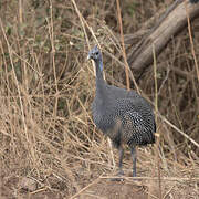 Helmeted Guineafowl
