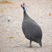 Helmeted Guineafowl