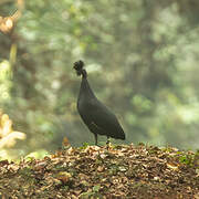 Western Crested Guineafowl