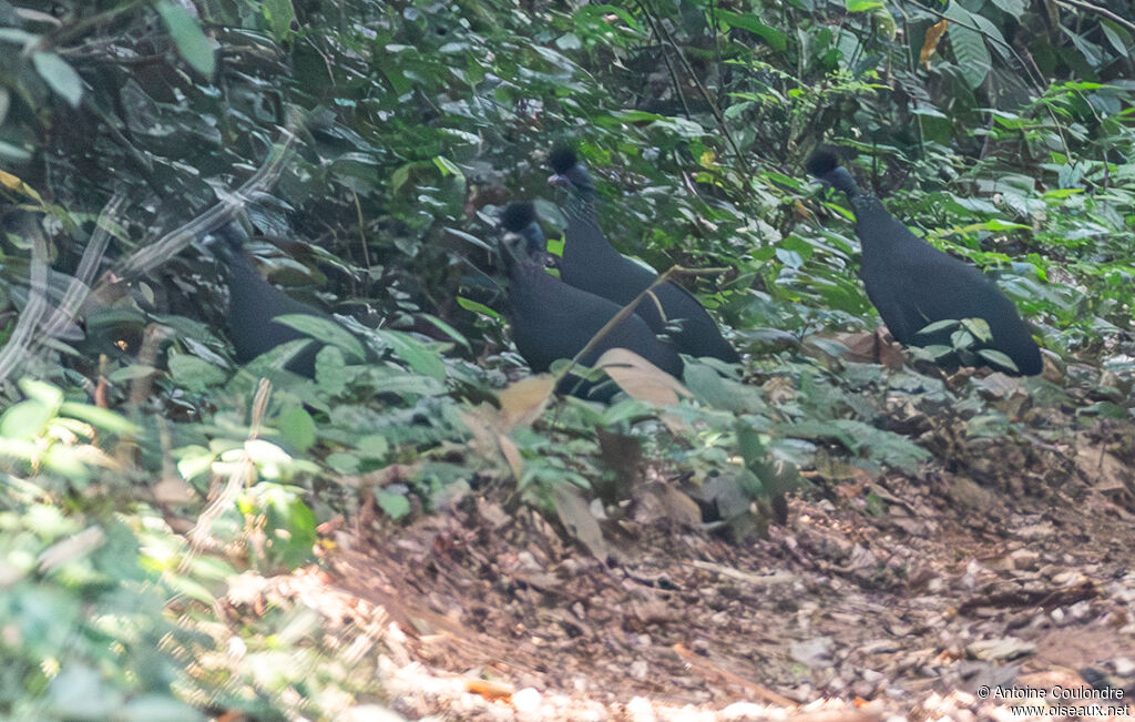 Western Crested Guineafowl, walking