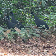 Western Crested Guineafowl