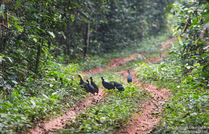 Western Crested Guineafowl, walking