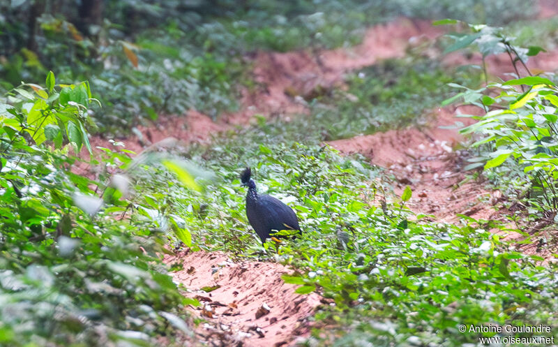 Western Crested Guineafowl