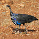 Pintade vulturine