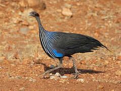 Vulturine Guineafowl