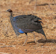 Vulturine Guineafowl