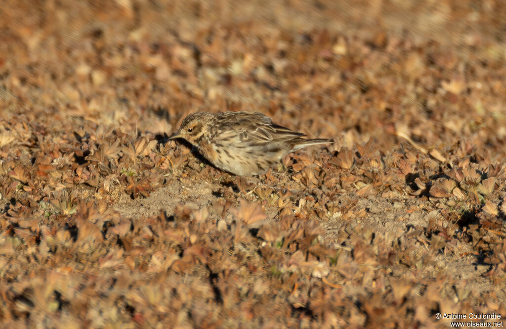 Pipit à gorge rousseadulte