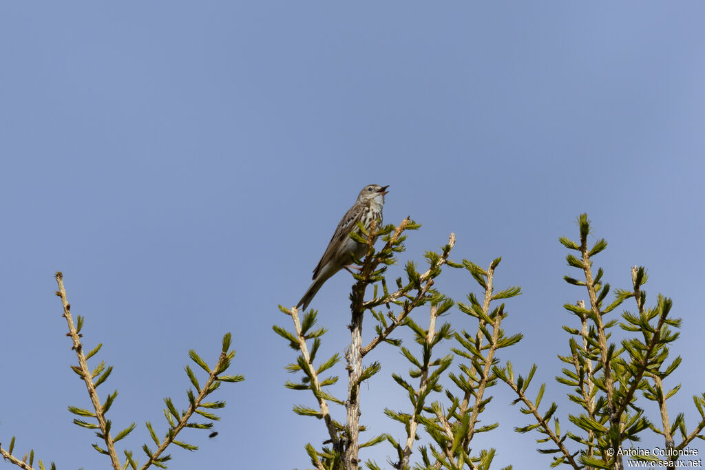 Tree Pipit male adult breeding, courting display