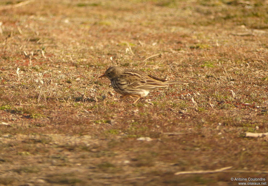 Meadow Pipitadult, eats