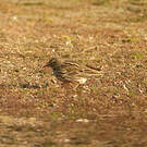 Pipit farlouse