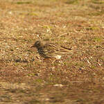 Pipit farlouse