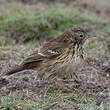 Pipit farlouse
