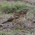 Pipit farlouse