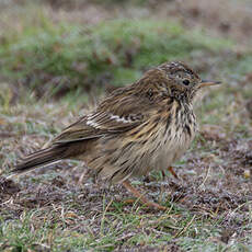 Pipit farlouse