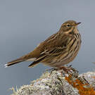 Pipit farlouse