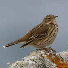 Pipit farlouse