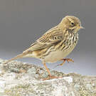 Pipit farlouse