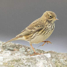 Pipit farlouse