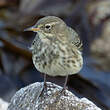 Pipit maritime