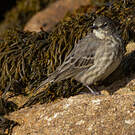 Pipit maritime