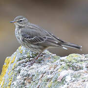 Pipit maritime