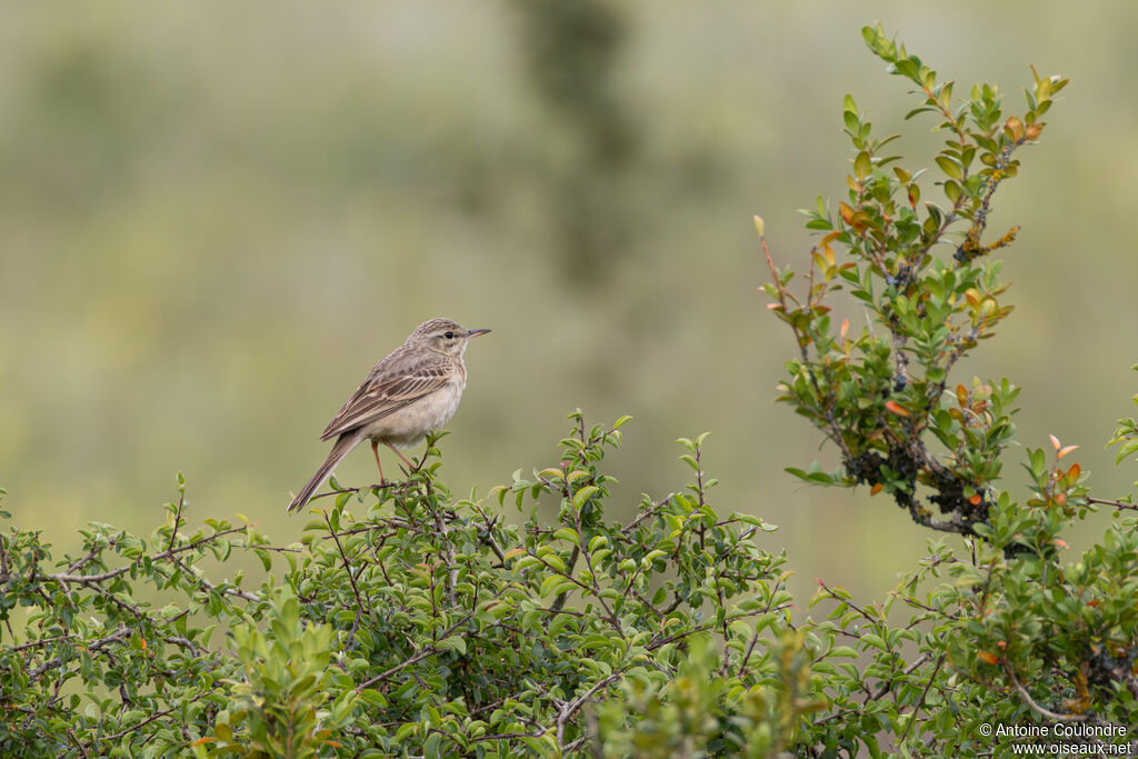 Pipit rousseline adulte, nuptial