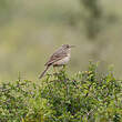 Pipit rousseline