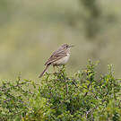 Pipit rousseline
