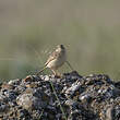Pipit rousseline