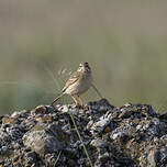 Pipit rousseline