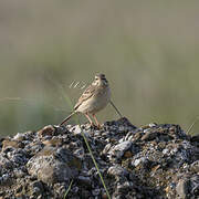 Pipit rousseline