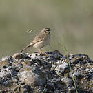Pipit rousseline