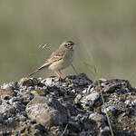 Pipit rousseline