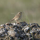 Pipit rousseline