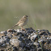 Pipit rousseline