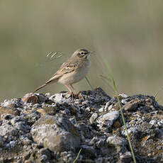 Pipit rousseline