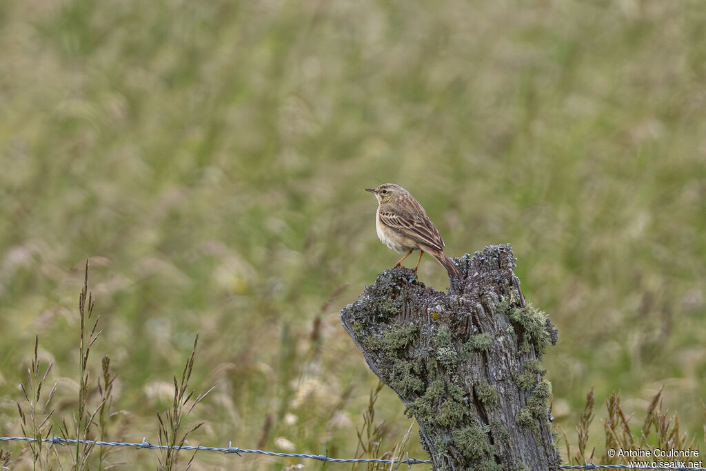 Pipit rousseline adulte, nuptial