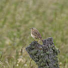 Pipit rousseline