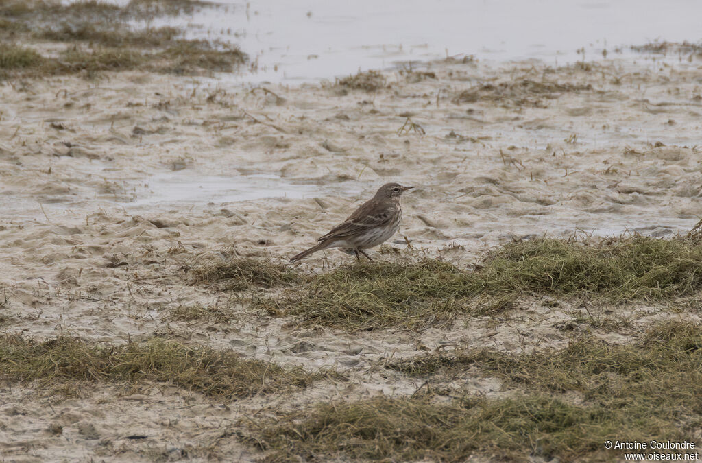 Water Pipitadult post breeding