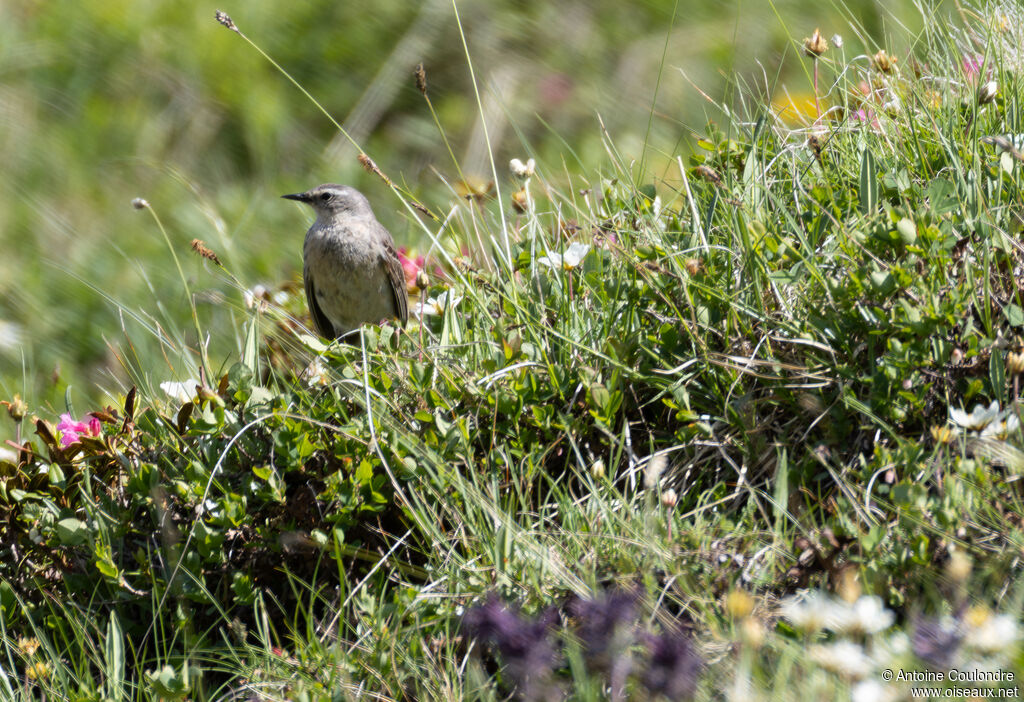 Pipit spioncelleadulte nuptial