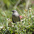 Pipit spioncelle