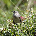 Pipit spioncelle