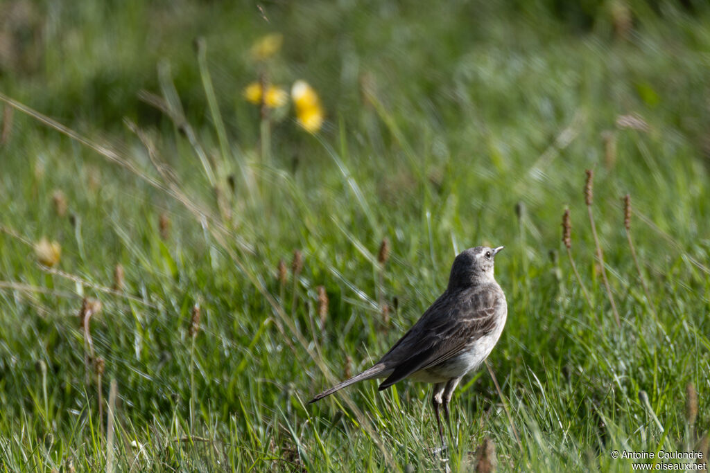 Pipit spioncelleadulte nuptial