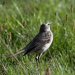 Pipit spioncelle
