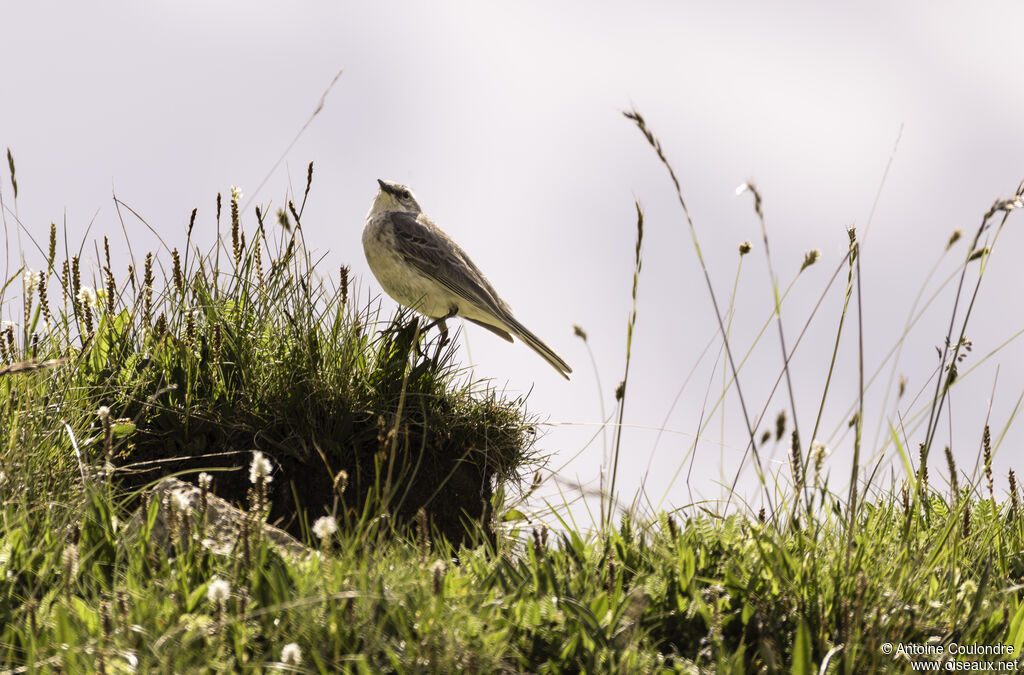 Pipit spioncelle mâle adulte, chant