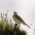 Pipit spioncelle